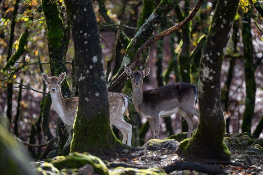 Bourazani Wild Life Resort โคนิทซา ภายนอก รูปภาพ