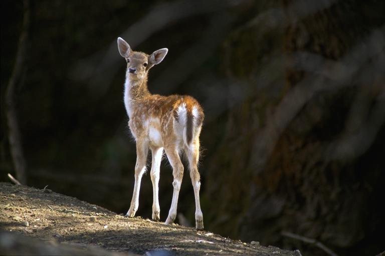 Bourazani Wild Life Resort โคนิทซา ภายนอก รูปภาพ